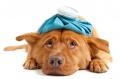 Ветеринарные препараты и уход для собак в Нижнем Новгороде Zoobaza.pet 8(831)4-234-234