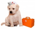 Ветаптека: ветеринарные препараты для собак в Нижнем Новгороде Zoobaza.pet 8(831)4-234-234