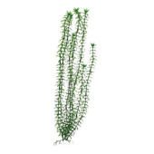 BARBUS 004/10 см Plant зеленое растение