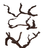 Россия Лоза "Виноградная"50 см-60 см