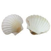 BARBUS Набор морских раковин в банке 800 мл/300-400 г 3,5-5 см SHELL 013