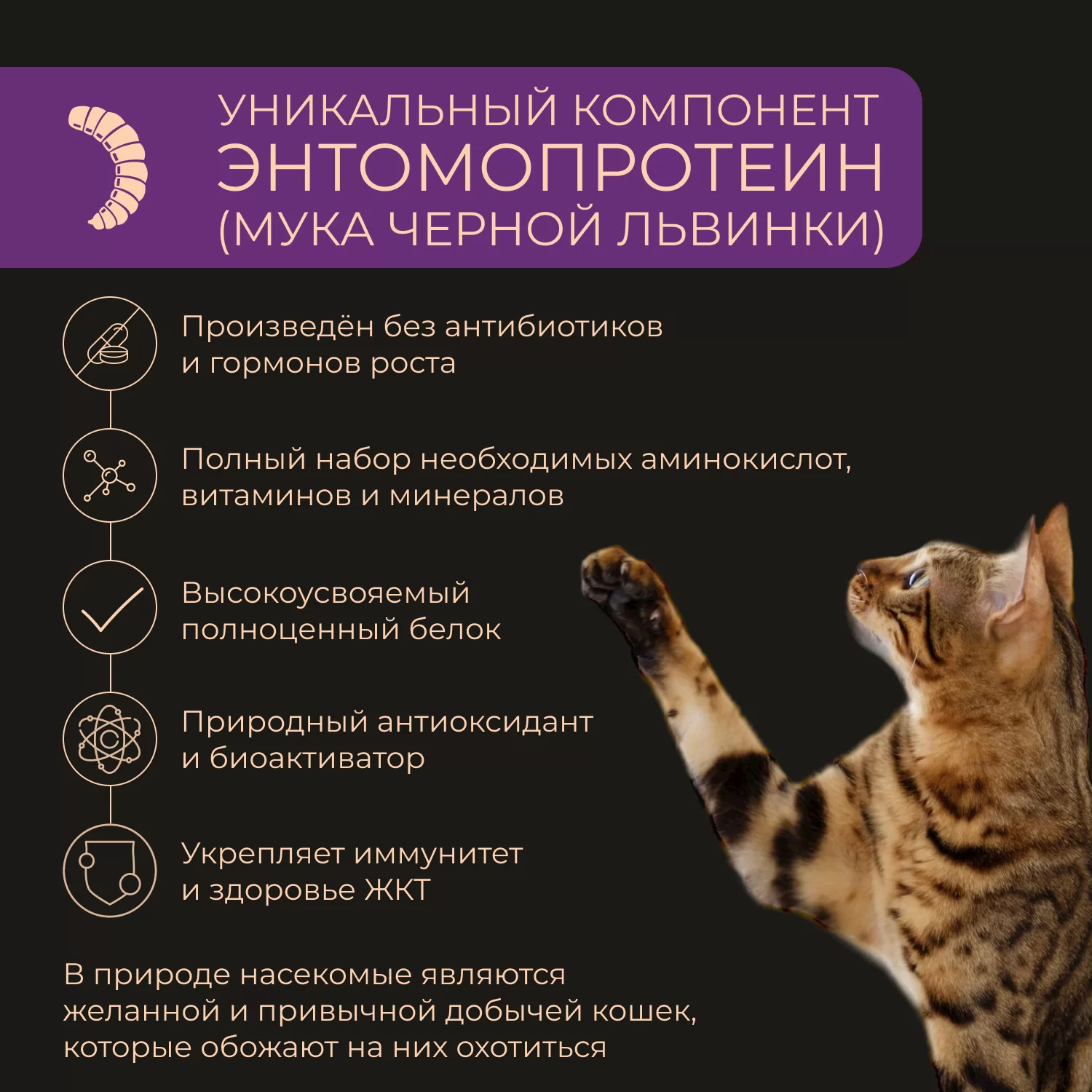 Yumster Сухой корм с индейкой для котят