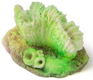 Россия Гониопора, 7*5*4 см