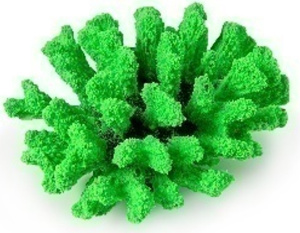 Россия Коралл брокколи, 14*13*7