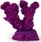 Россия Коралл рога, 5,5*3,5*5