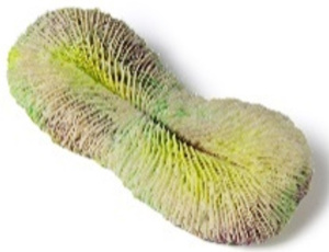 Россия Фунгия, 21*9*4 см