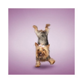 Россия Магнит на холодильник "Yoga Yorkie" Россия Магнит на холодильник "Yoga Yorkie"