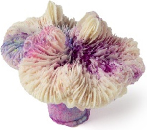 Россия Коралл лилия, 7*7*5