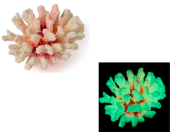 Россия Коралл брокколи, 14*13*7