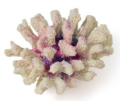 Россия Коралл брокколи, 14*13*7 (фиолетовый, Кс-1504)