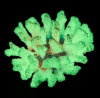 Россия Коралл брокколи, 14*13*7 (фиолетовый, Кс-1520)