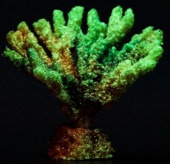 Россия Коралл акабария, 9*5*7 (фиолетовый, Кс-304)