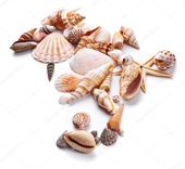 depositphotos_49887107-stock-photo-different-seashells