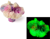 Россия Коралл лилия, 7*7*5персиковый, Фиолетовый, Зеленый