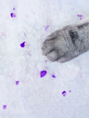 Pet-it  силикагелевый наполнитель для кошек Crystal Purple, без аромата, 1.6 кг / 3.8 л