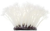 BARBUS Коралл белый, 7,5*7,5*10 см