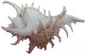 BARBUS BARBUS Морская раковина Мурекс Рамозус, 25-30 см