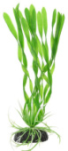 BARBUS 014/20 см Plant зеленое растение