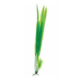 BARBUS 009/10 см Plant зеленое растение