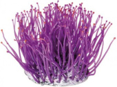 BARBUS Коралл фиолетовый, 9,5*9,5*10 см