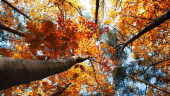 wallpapers-autumn-31